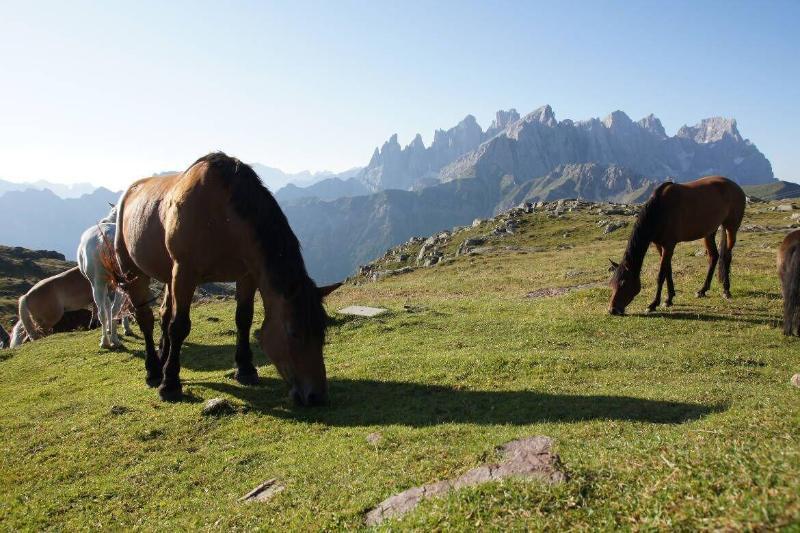 Hotel Stella Alpina Falcade Dış mekan fotoğraf